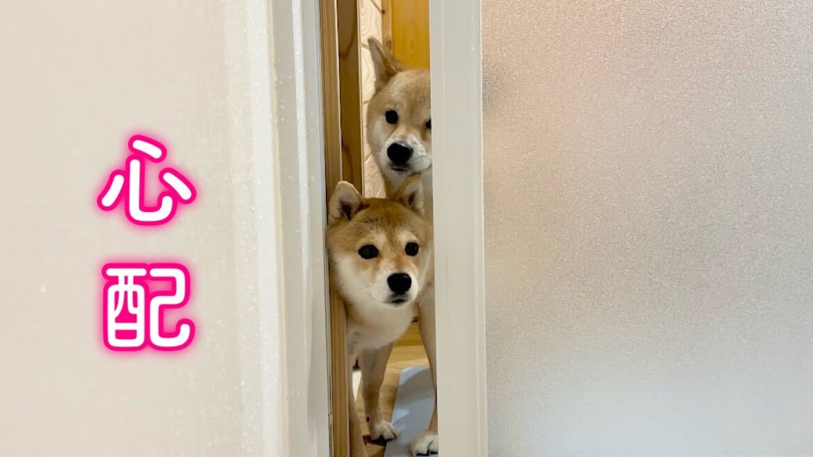 様子がおかしいママが気になって心配でお風呂まで見にくる柴犬が可愛い