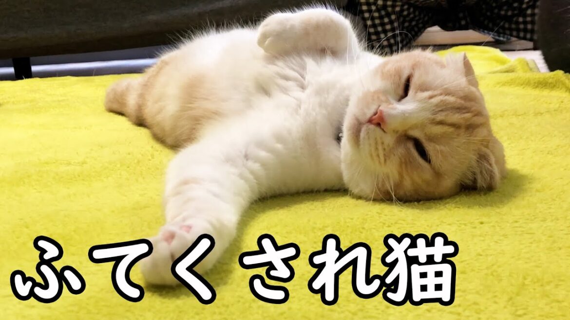 カーテンを破ろうと怒られ完全にふてくされた猫がこちら...