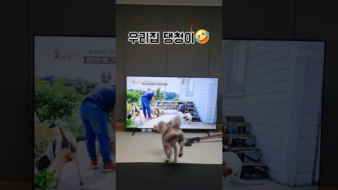 동물농장 🐕 세나개🐶 시청금지하는이유 #shorts