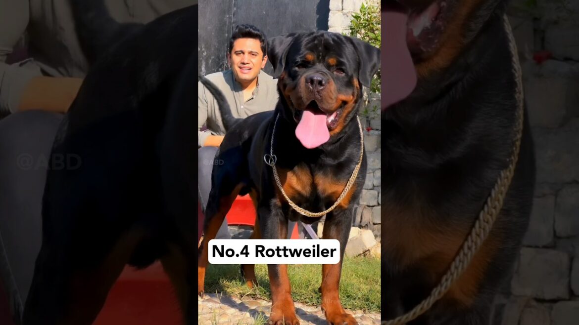 Top 7 my favourite dog🦮 breed || #shorts