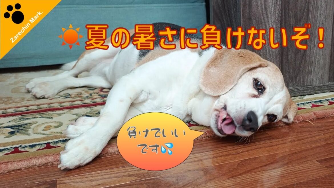 夏の暑さに負けない！ザレちんの1日密着！