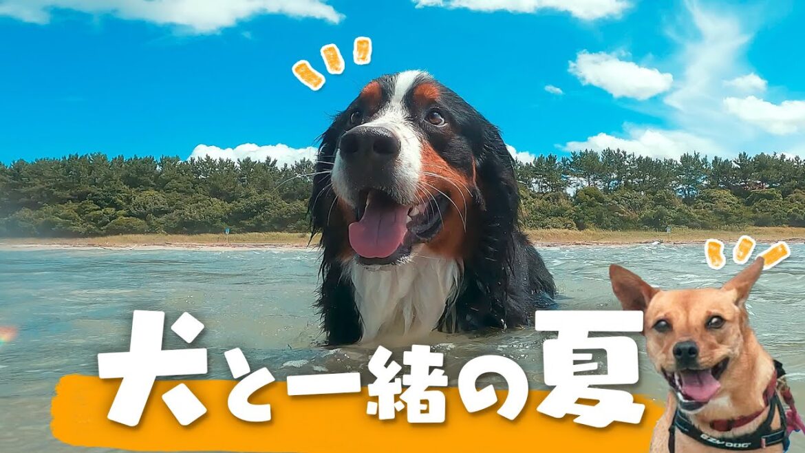 【避暑】愛犬と夏の海!川遊び!【元野良の子とバーニーズ】 【避暑】愛犬と夏の海!川遊び!【元野良の子とバーニーズ】