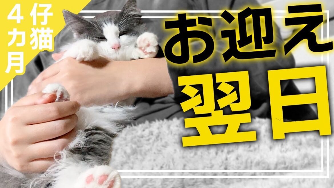 お迎え後すぐ我が家に馴染むノルウェージャンフォレストキャット お迎え後すぐ我が家に馴染むノルウェージャンフォレストキャット