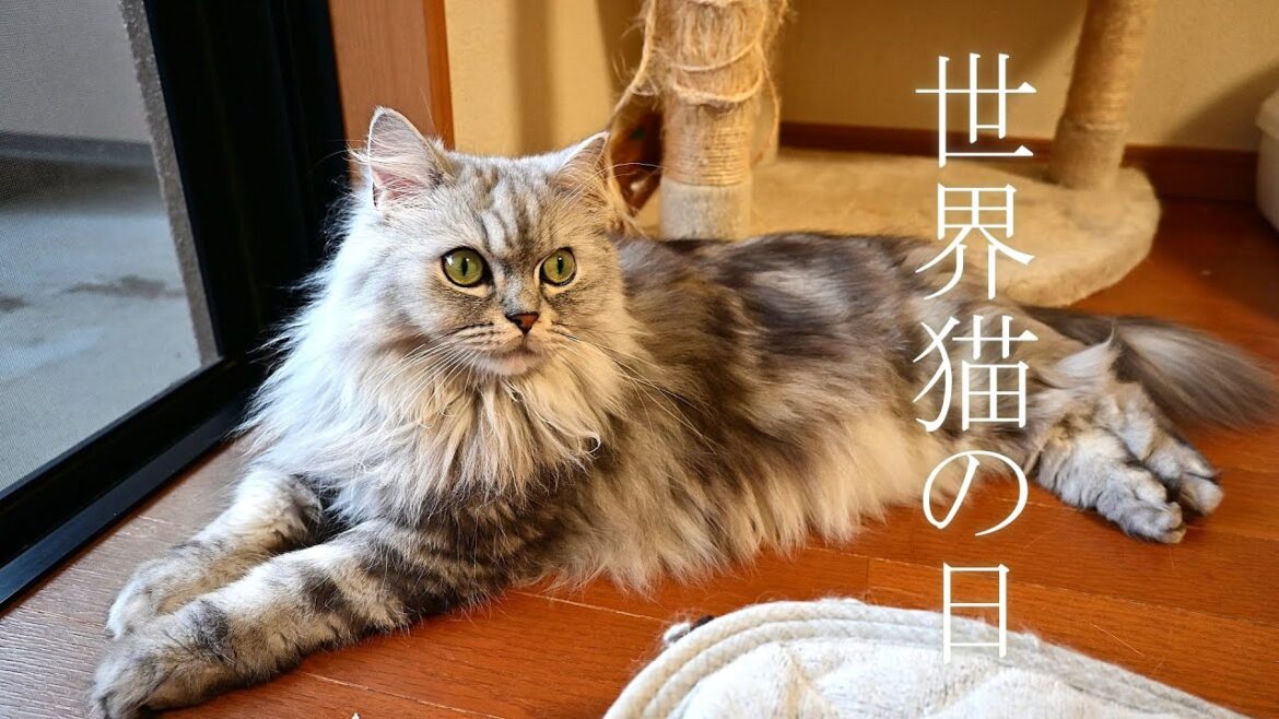 世界猫の日に狂暴化した猫【マンチカン】