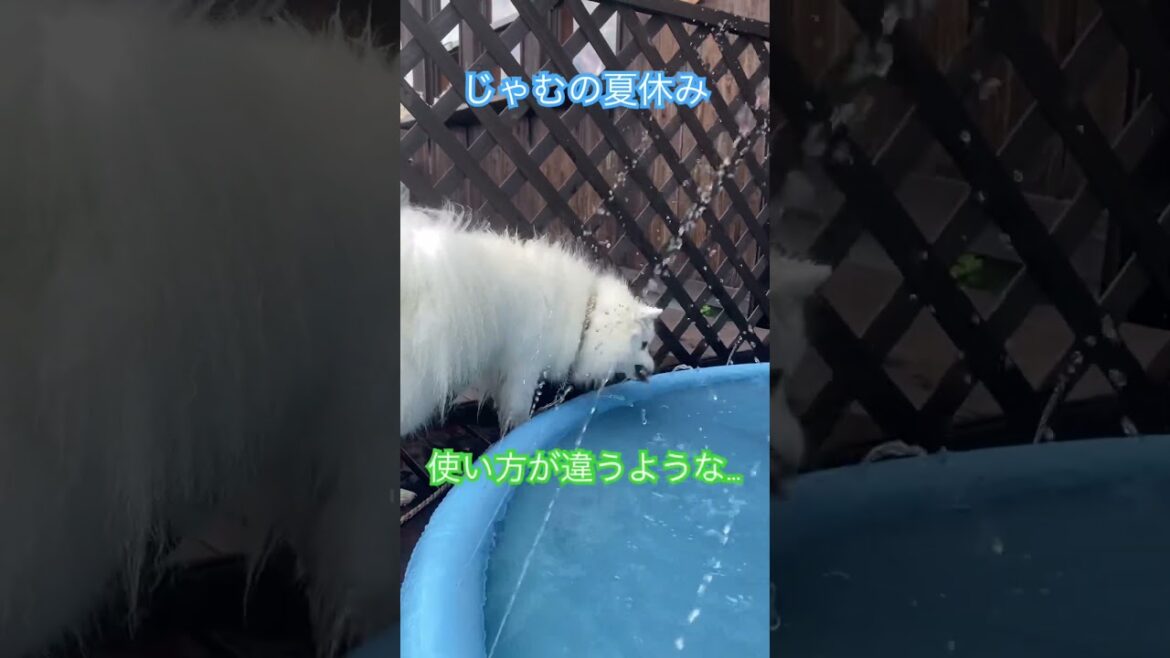 暑い日はプールに限る☀️#ペット #日本スピッツ #プール #夏休み