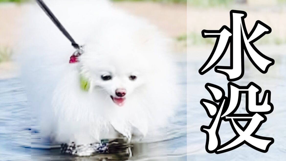 水遊びが大好きなポメラニアン