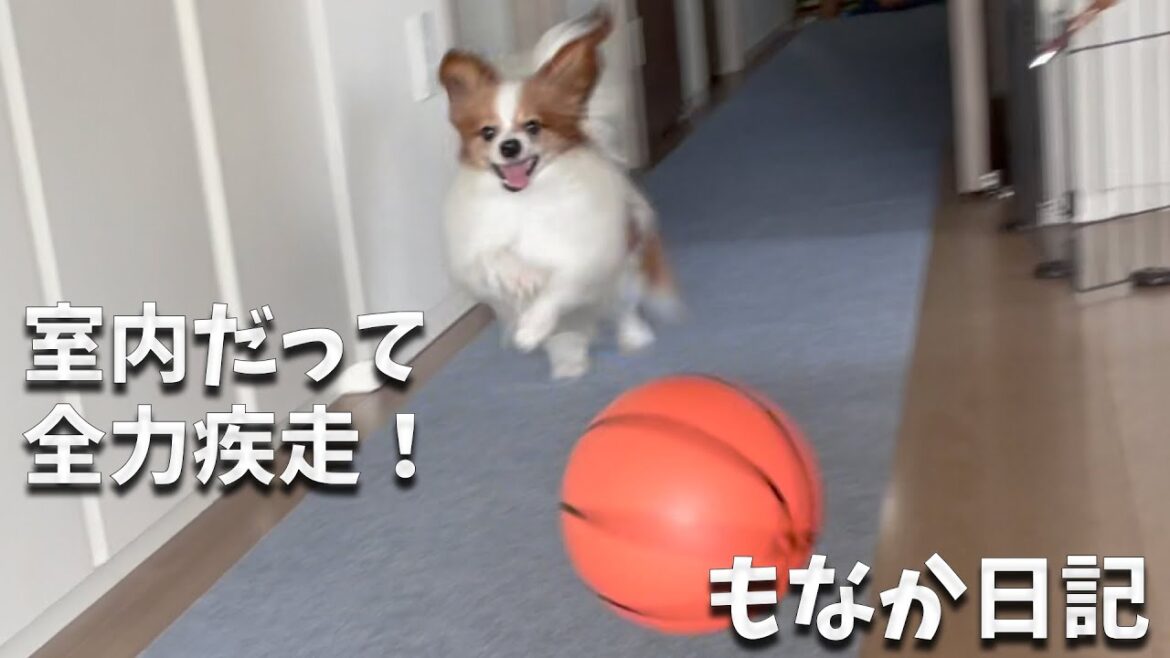 家の中に10mの直線ドッグランをつくってもらったパピヨンと、満足そうなお顔をいただいて満足な飼い主A #犬 #papillon #パピヨン