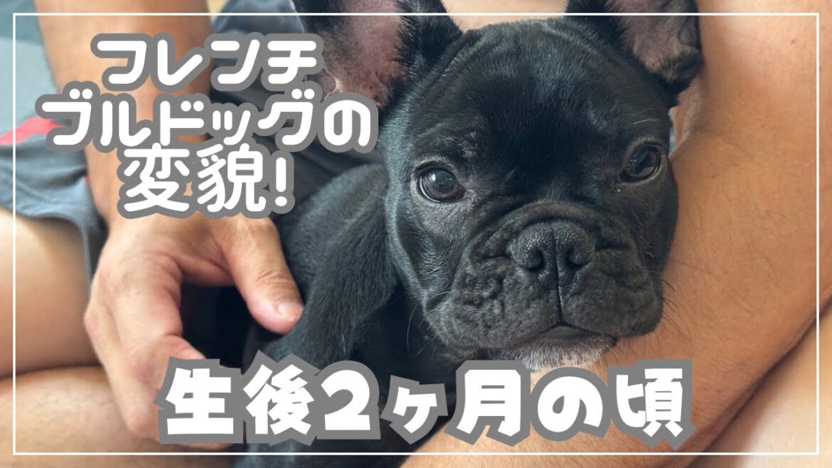 フレンチブルドッグ の変貌！/パピー期はあっと言う間に過ぎていく💦