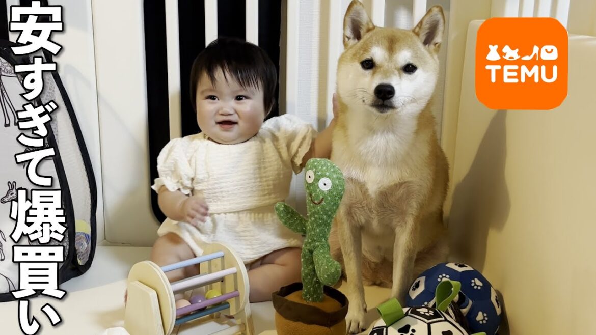 柴犬と赤ちゃんの為に子育てアイテムと愛犬の玩具を爆買いしてみた 柴犬と赤ちゃんの為に子育てアイテムと愛犬の玩具を爆買いしてみた