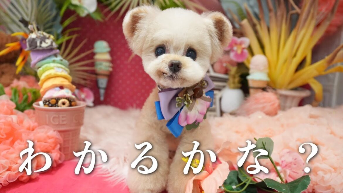 トリミングサロンを変えた結果・・・【トイプードル】
