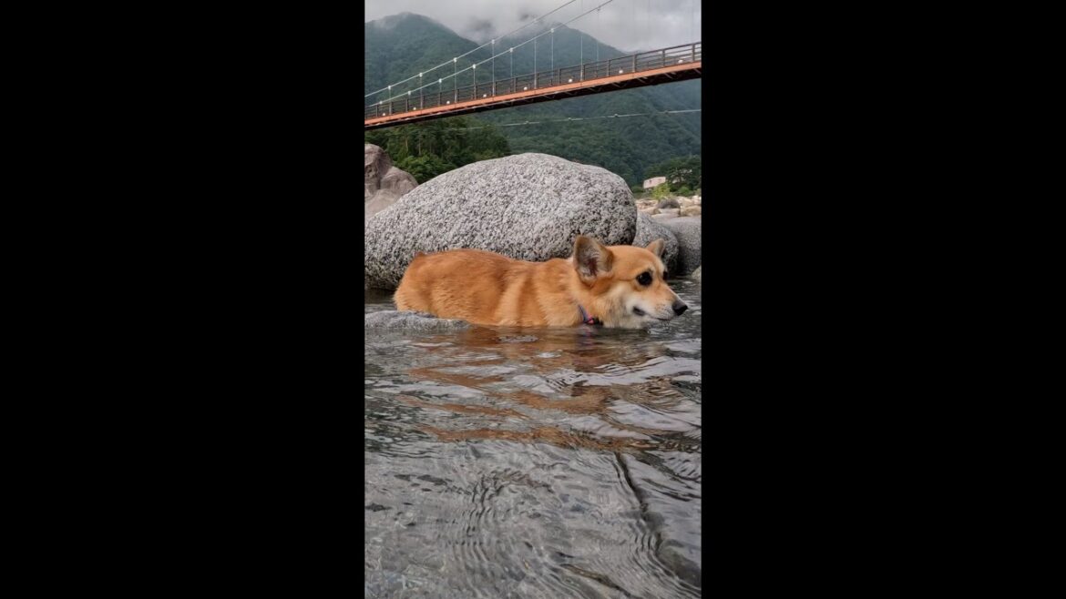 吊り橋を背景に川で過ごすコーギー / Corgi spending time in the river with a suspension bridge in the background