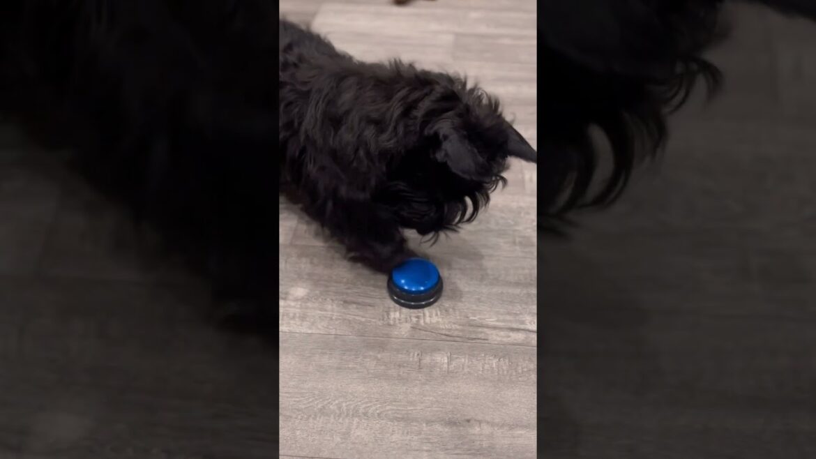 You Should NEVER Teach Your Dog This Trick | Scottish Terrier #cutedog #scottie #scottishterrier