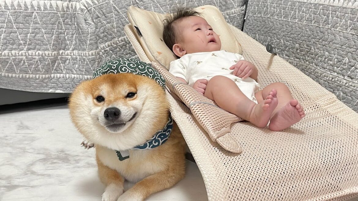 苦手な雷も赤ちゃんの側なら乗り越えられると信じている豆柴が可愛すぎました…