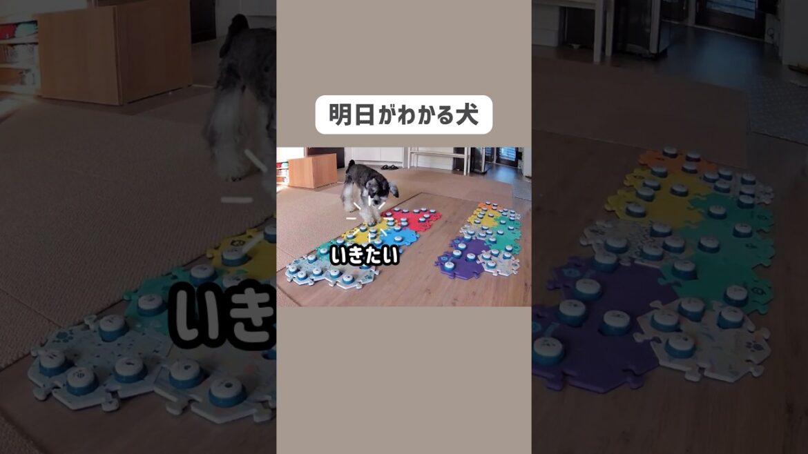 しゃべる犬が健気すぎて…🥹　#いぬ　#ドッグラン