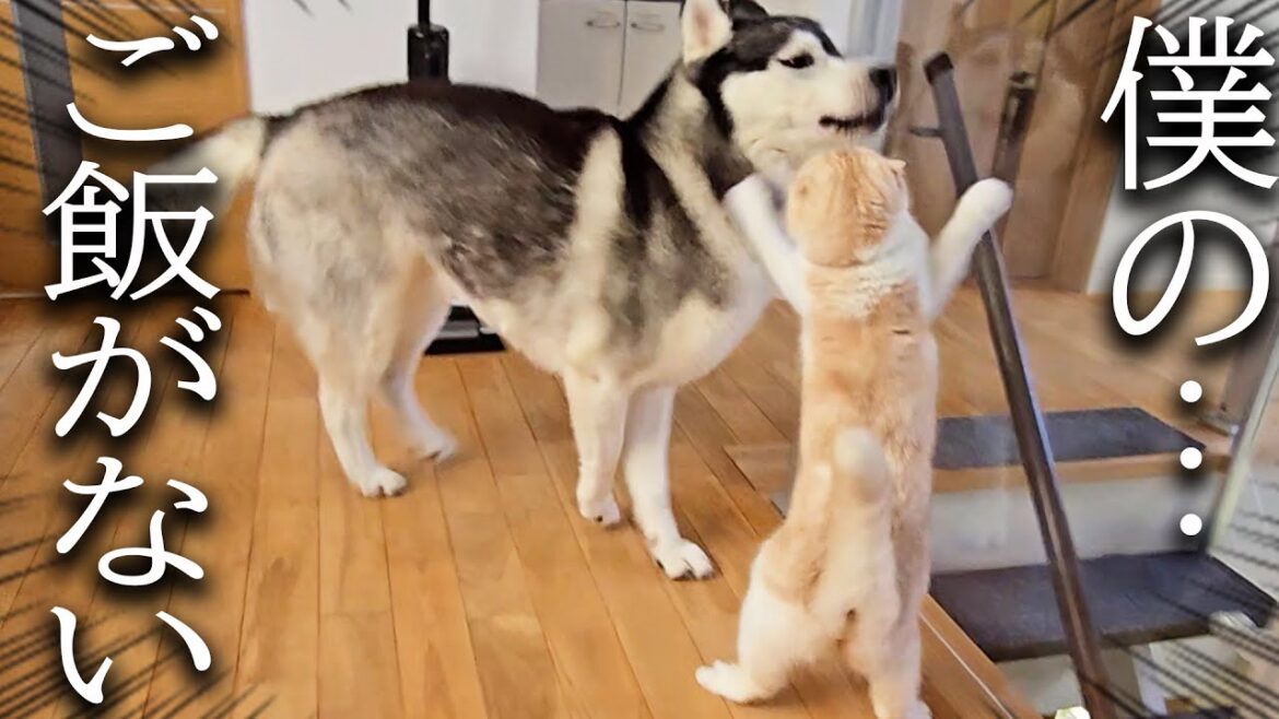 こっそり猫のごはんを食べて本気で怒られたハスキー犬がこちら...