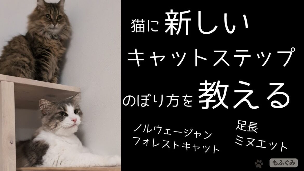 覚え方は猫それぞれ【足長ミヌエット&ノルウェージャンフォレストキャット】 覚え方は猫それぞれ【足長ミヌエット&ノルウェージャンフォレストキャット】
