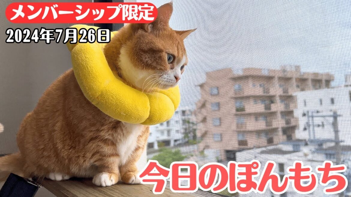 【特別公開】この動画は7月26日にメンバー限定で公開した動画です! 【特別公開】この動画は7月26日にメンバー限定で公開した動画です!