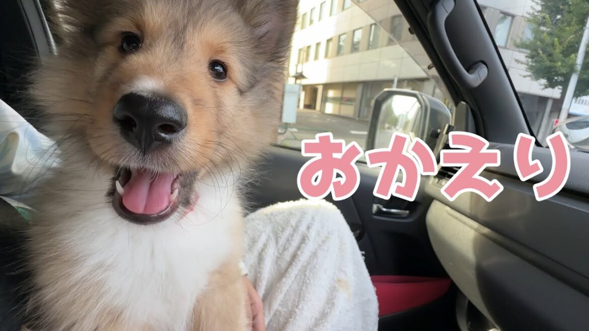 【シェルティ】おかえり🐾【ドライブ】
