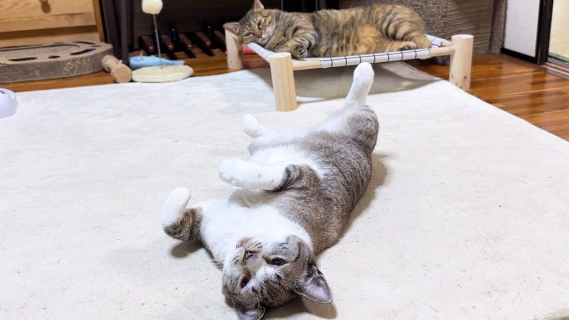 大好きな柴犬がいなくなると猫たちはこうなります… 大好きな柴犬がいなくなると猫たちはこうなります…