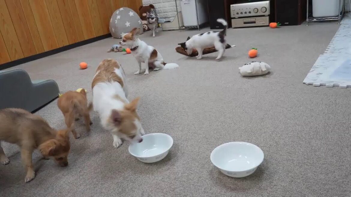 ８月９日ライブ配信！