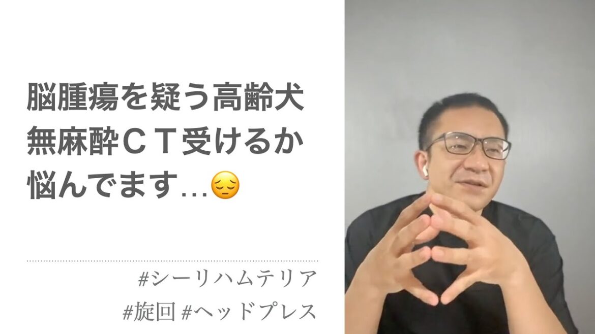 脳腫瘍の疑いのシーリハムテリア、14歳。確定診断すべきか悩んでます…。 脳腫瘍の疑いのシーリハムテリア、14歳。確定診断すべきか悩んでます…。