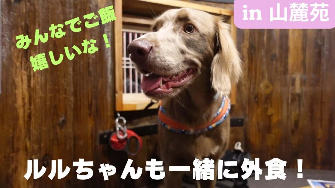 【お出かけ#25】ルルちゃんと晩ご飯を楽しんできました！