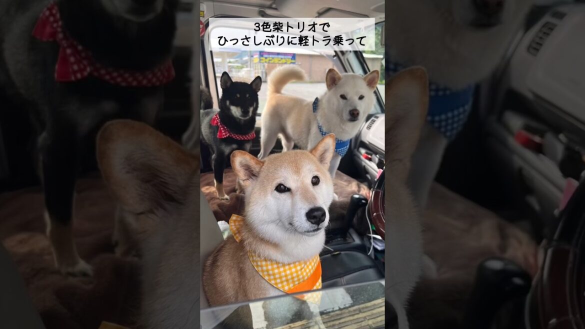 完全復活した3色柴トリオでミニストップの後はミニドッグランで暴れたよ！ #柴犬みかんとq太郎 #柴 #柴犬