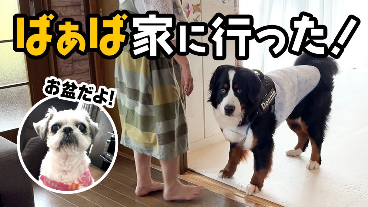お盆だよ！ばぁば家に遊びに行きました【1歳1ヶ月バーニーズ】