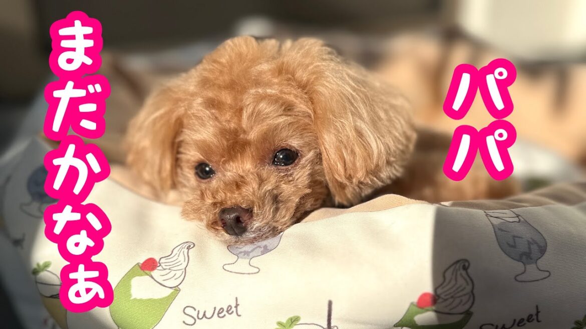 飼い主入院中。愛犬の様子は…【トイプードルのコロン】 飼い主入院中。愛犬の様子は…【トイプードルのコロン】