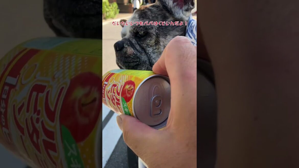 French  Bulldog  Chobo 歩くより食べる⁉️#15歳のわんこ #フレンチブルドッグ #犬のお散歩 #わんこごはん #shorts