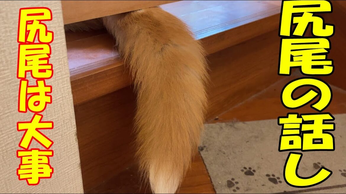 秋田犬そら君尻尾のお話し