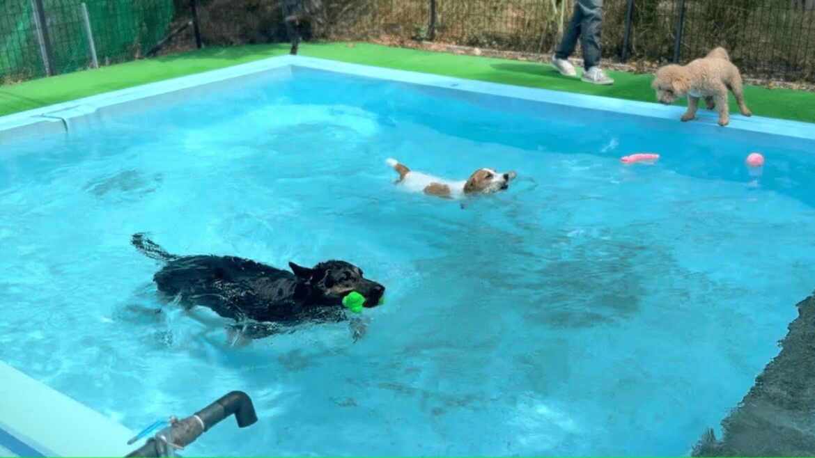 愛犬とドッグプールに行ったら、泳ぎの達人（犬）に出会いました！