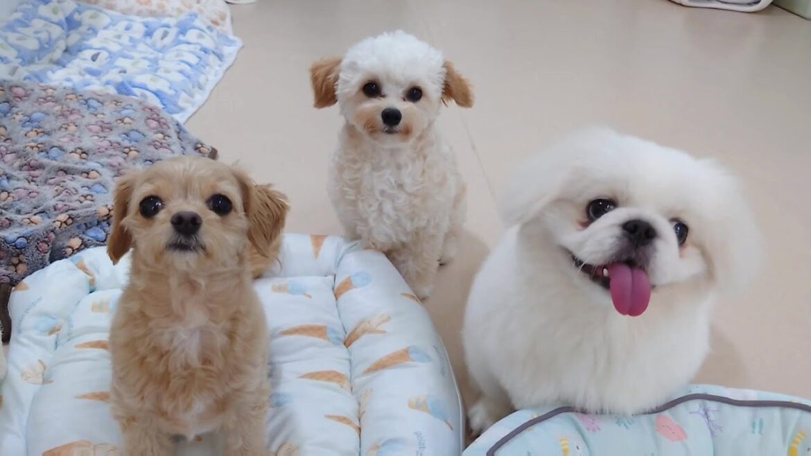 チワプーとペキニーズとチワプー　🐶ひみつきちなう！②🐶  2024年8月10日