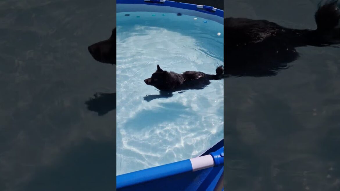 Starscream #chienmignon #beach #cuteanimal #schipperke #schipperkelovers #heureux #cutedog #puppy
