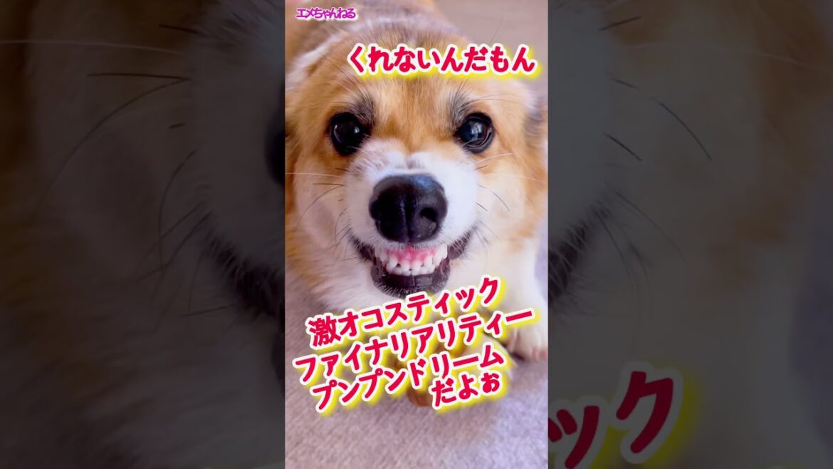 ガルルｩｩｩ #コーギー #corgi #shorts