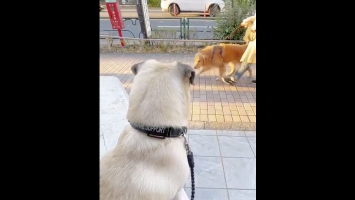 [パグ]大きいなぁ カッコいい🐶✨ (he admires large dogs) #shorts