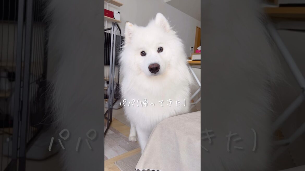パパの帰宅を知った大型犬の反応が可愛い #サモエド #samoyed #癒し動画