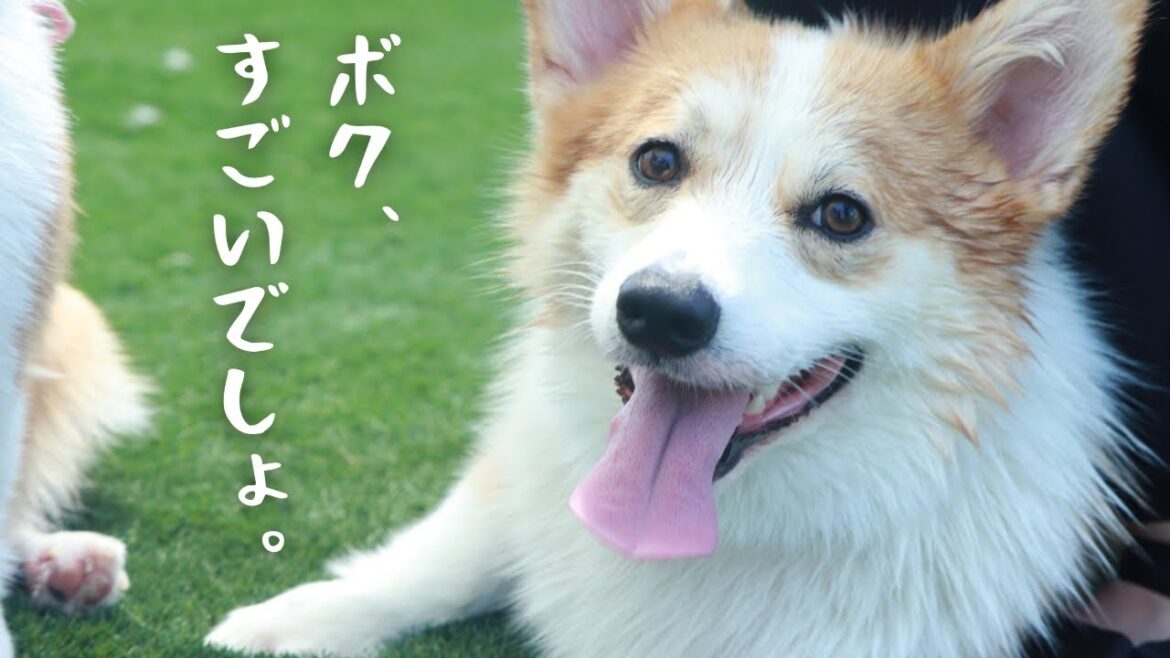 【驚愕】愛犬の成長が止まりません…！！