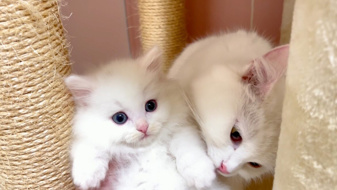 【マンチカンの子猫】子猫達の巣立ちの日～幸せな別れの件 ～猫のいる生活Vol.1000～出産動画 マンチカン短足・ミヌエット・ペルシャ猫専門ブリーダー『ペット蔵人』【子猫の成長記録】