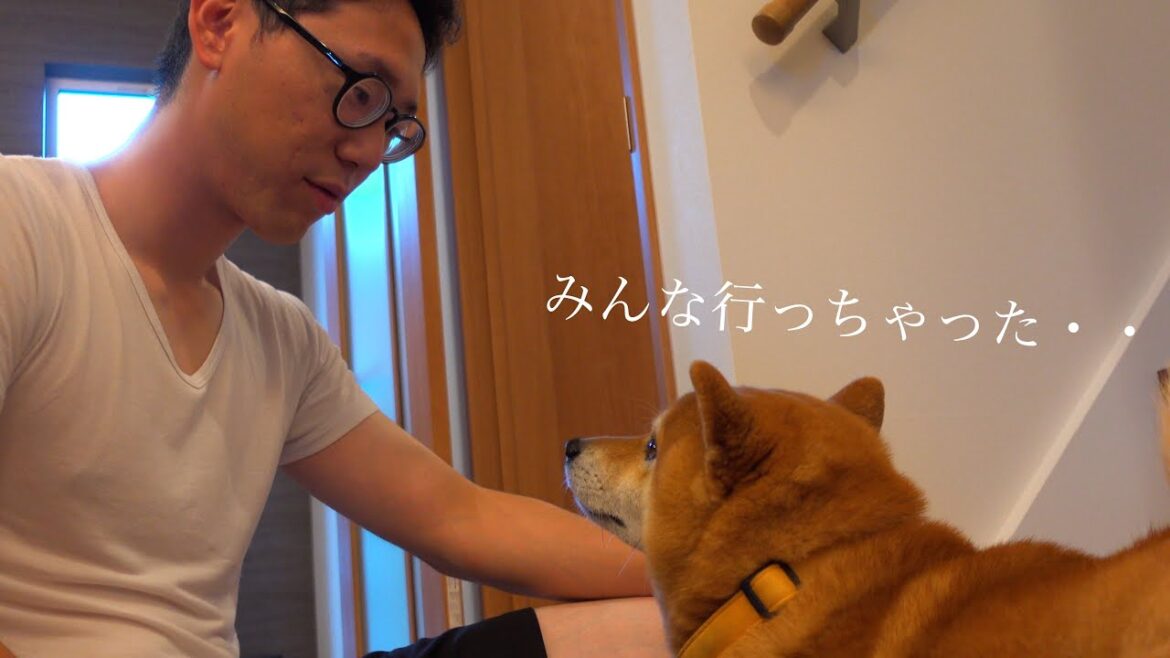 怖いよ!新居でひとり階段を登れない柴犬ハチが可愛すぎると話題に。 怖いよ!新居でひとり階段を登れない柴犬ハチが可愛すぎると話題に。