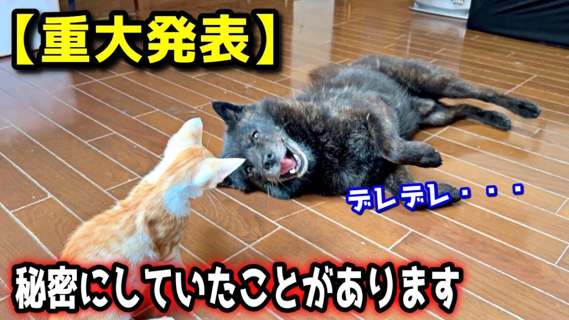秘密にしていた理由と、今後について【重大発表】【甲斐犬一休と猫のしずくと僕のチャンネル】