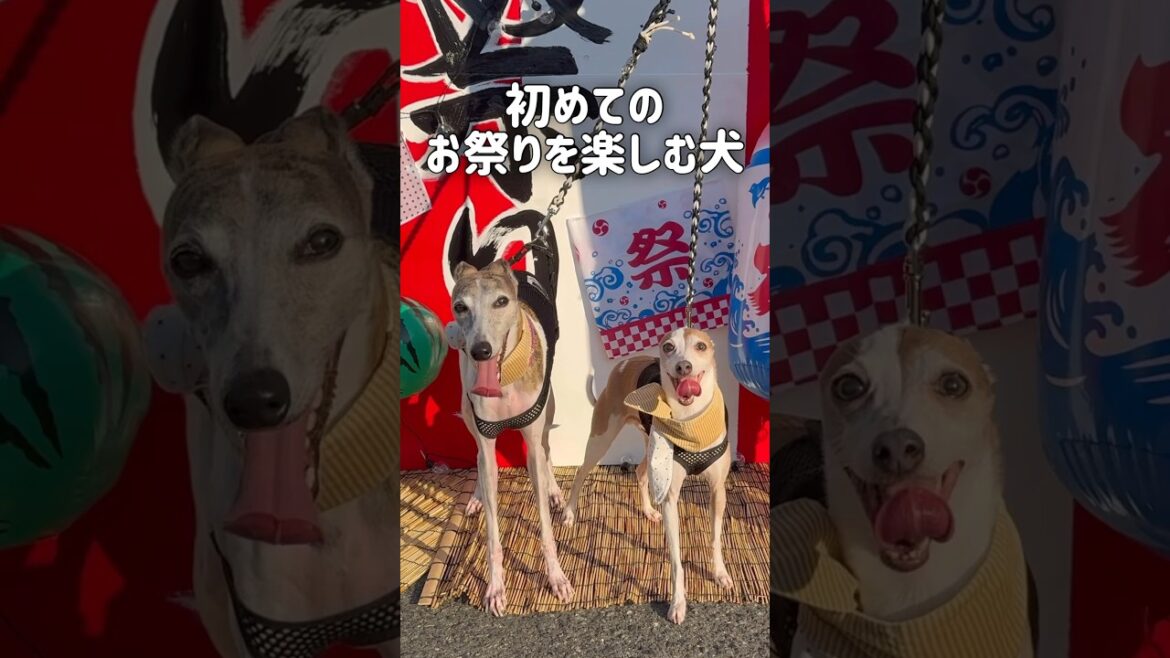 初めての夏祭りを楽しむ犬【イタグレ】【ウィペット】#shorts #dog