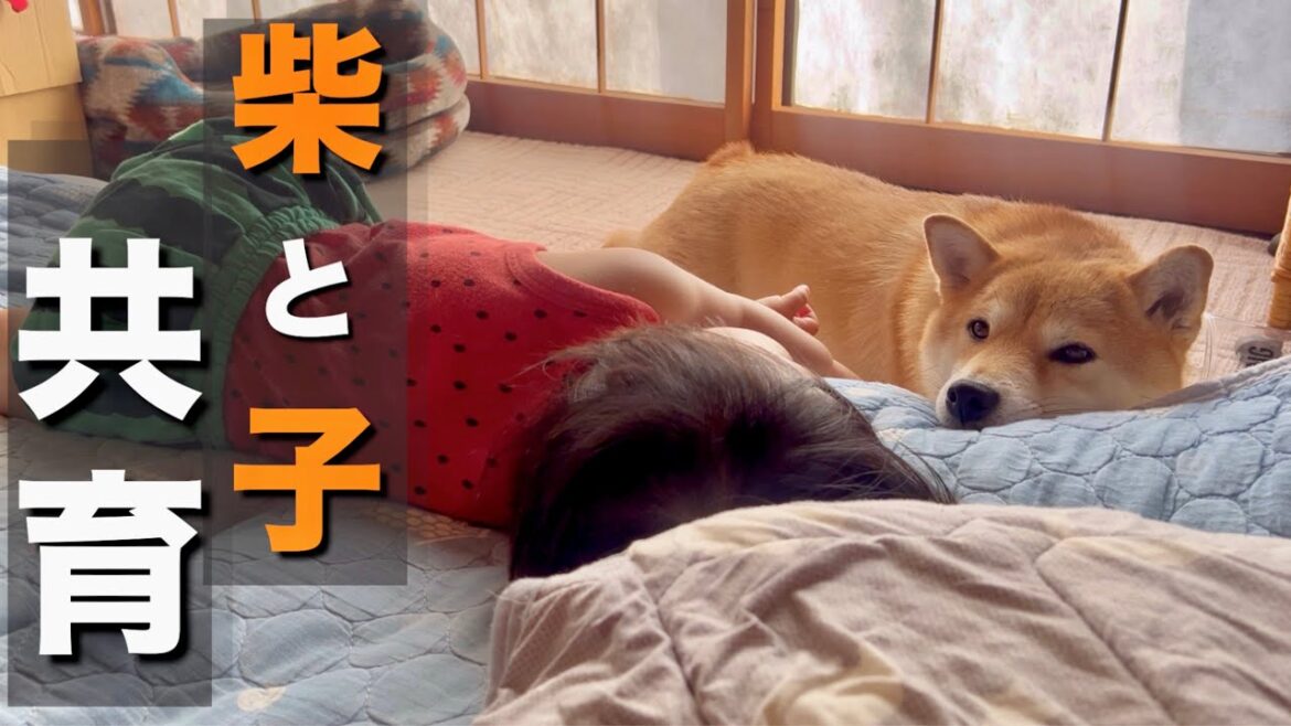 柴犬の女の子と一緒に遊ぶ「１歳の娘」順調にやんちゃに育っている