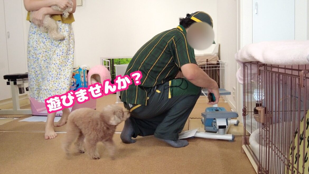 配達員さんが優しい事に気づいて甘えに行くトイプードルがあざといｗ