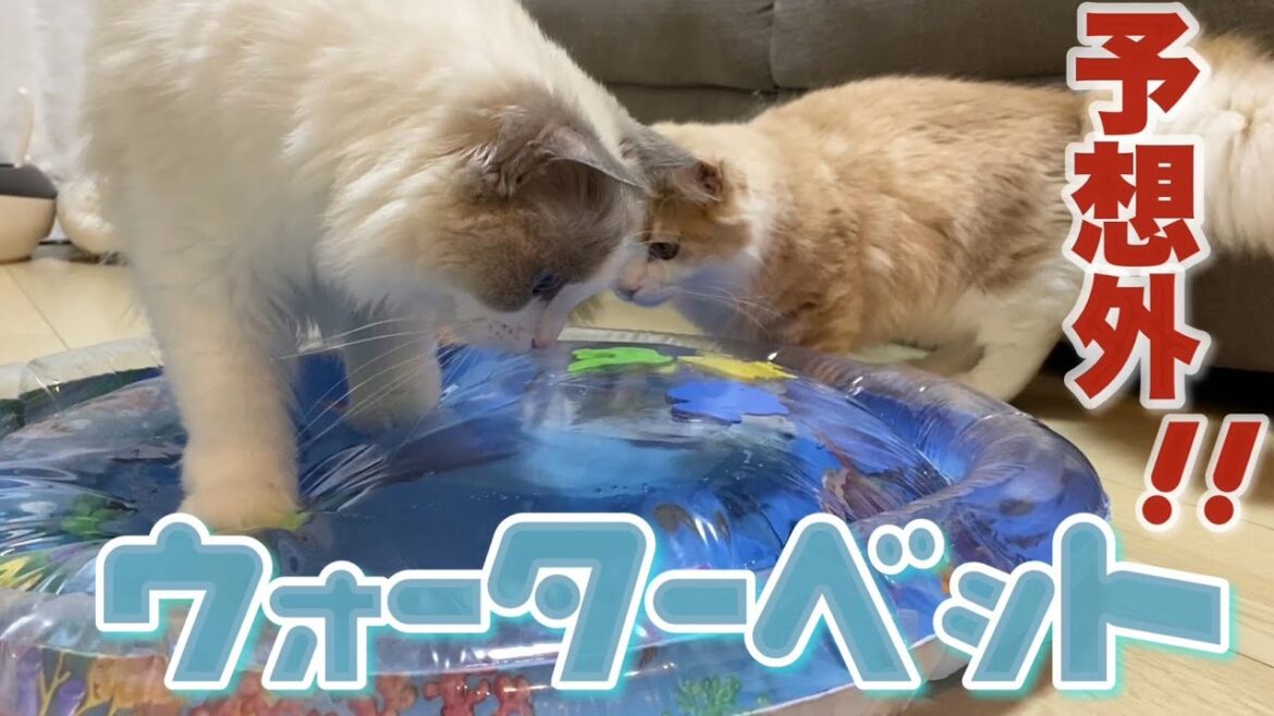 流行りの猫用ウォーターベッドで子猫を遊ばせてみた
