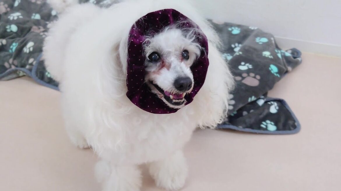 スヌード着けてモーニング　🐶ひみつきちなう！①🐶  2024年8月12日