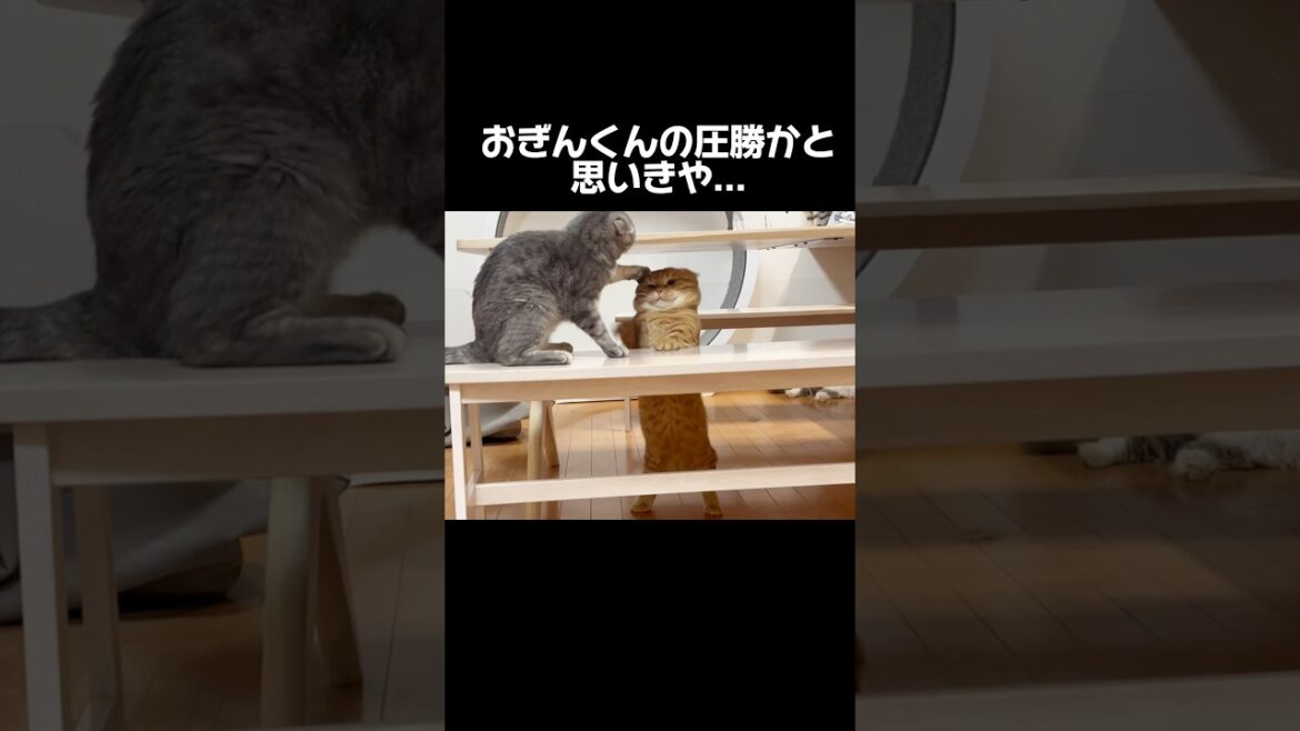 珍しくおぎんくんとぽちゃくんが... #猫 #マンチカン #shorts