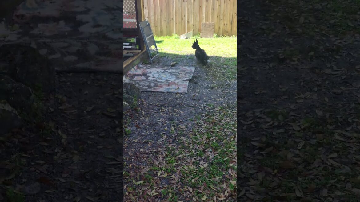 The Amazing Adventures of Willow the Scottie Dog