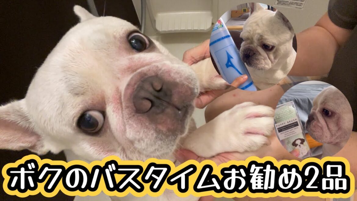 【お勧めご紹介】フレンチブルドッグのバスタイム！