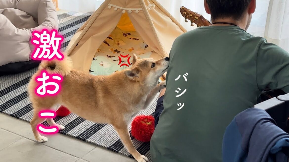 ママの呼びかけに全く応じないパパに喝を入れる柴犬が可愛い